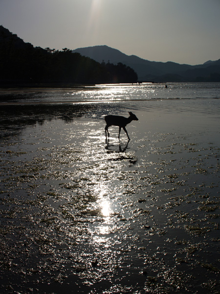 Stroll at low tide