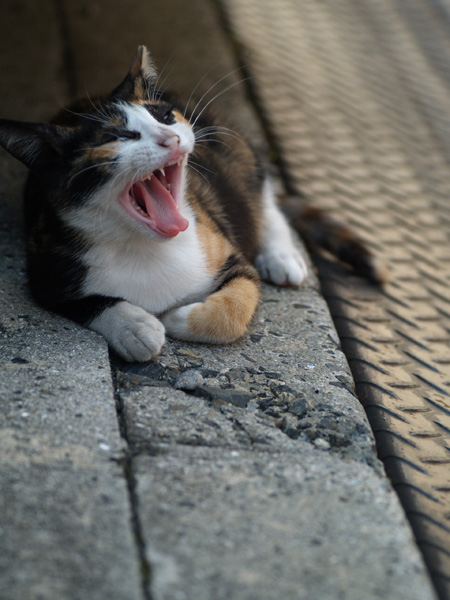 Big yawn
