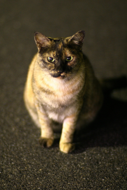 The portrait of a cat
