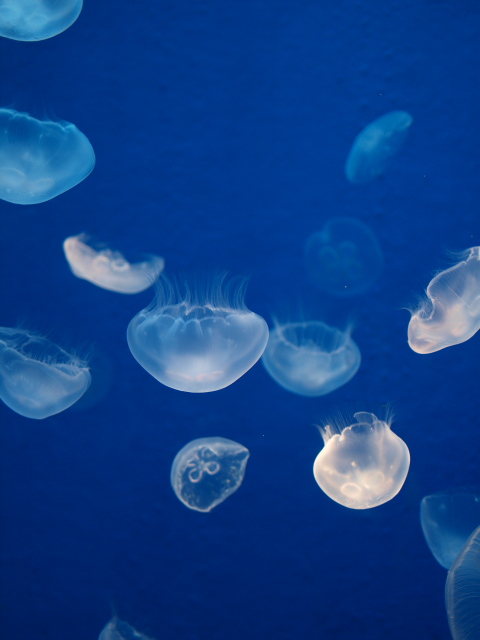 Blue jellyfishes
