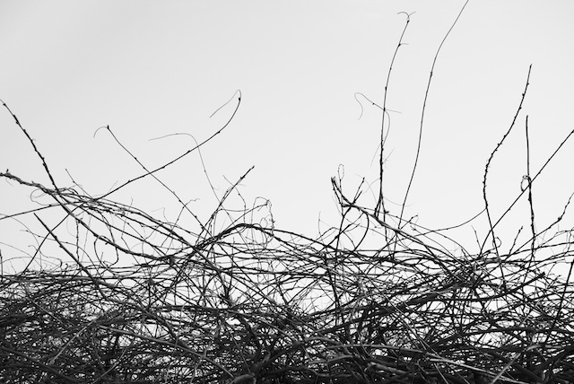 Withered branches
