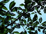 Worm-eaten leaves