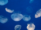 Blue jellyfishes